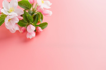 Naklejka na ściany i meble Sakura blooming, spring flowers on a pink background with space for a greeting message. The concept of spring and mother's day. Beautiful delicate pink cherry flowers in springtime