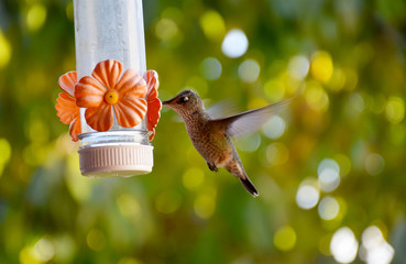 Hermoso Colibri © Romina