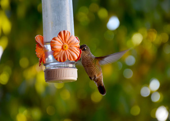 La libertad del colibri © Romina