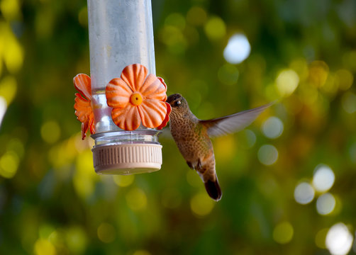 La libertad del colibri