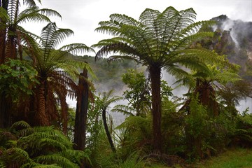 Obraz premium palm tree in the jungle