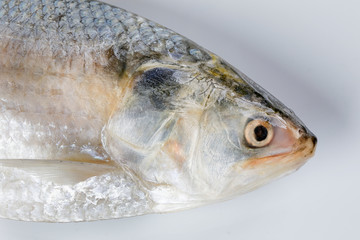 Tenualosa ilisha  hilsa herring terbuk fish on white background