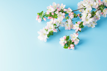 Blooming spring sakura on a blue background with space for a greeting message. The concept of spring and mother's day. Beautiful delicate pink cherry flowers in springtime