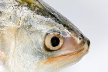 Tenualosa ilisha  hilsa herring terbuk fish on white background