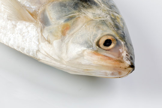 Tenualosa ilisha  hilsa herring terbuk fish on white background