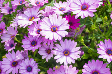 Obraz na płótnie Canvas Violet flowers in the garden