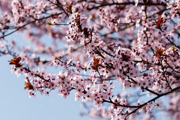 Blooming Tree in Spring. Blooming Buds and Flowers on a Tree Branch.