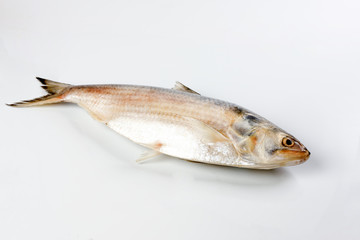 Tenualosa ilisha  hilsa herring terbuk fish on white background