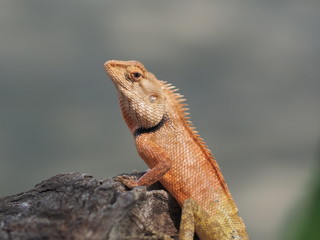 lizard on rock,chameleon