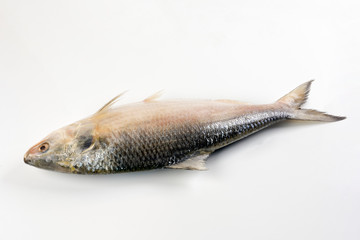 Tenualosa ilisha  hilsa herring terbuk fish on white background