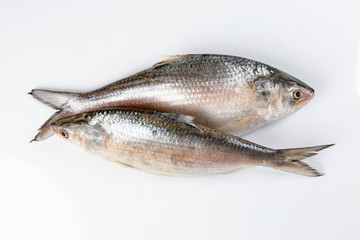Tenualosa ilisha  hilsa herring terbuk fish on white background