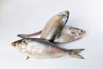 Tenualosa ilisha  hilsa herring terbuk fish on white background
