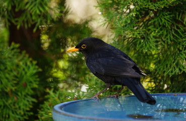 Amsel,Schwarzdrossel,Vogeltränke