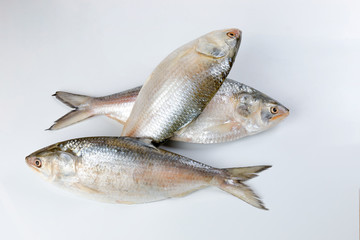 Tenualosa ilisha  hilsa herring terbuk fish on white background