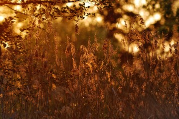 Backlight of the sunset in Rufea, Lleida