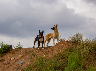 Two dogs in the nature, standing on a hill under cloudy sky during a walk
