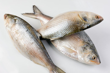 Tenualosa ilisha  hilsa herring terbuk fish on white background