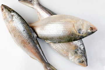 Tenualosa ilisha  hilsa herring terbuk fish on white background