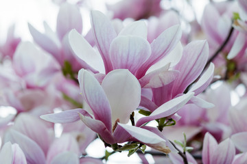Fototapeta na wymiar Pink Magnolia Flowers in Magnolia Tree