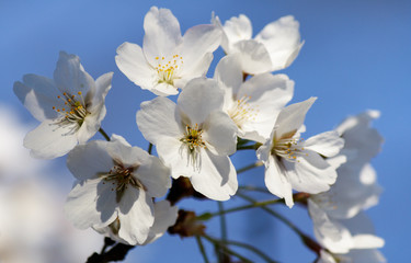 Fototapeta na wymiar Blooming Tree in Spring. Blooming Buds and Flowers on a Tree Branch.