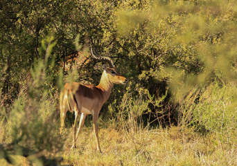 Impala in the bush - animals in wild