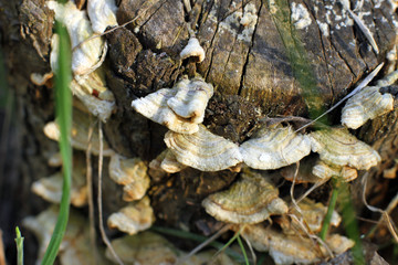 Fomes fomentarius mushrooms