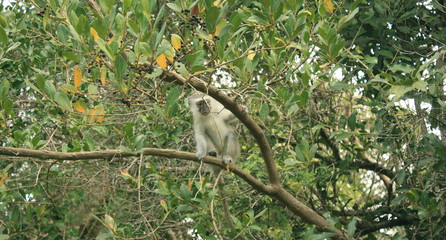 Singe Kruger National Park Afrique du Sud