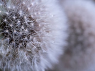 Snowy Dandelion – it was very frustrating to shoot these two dandelions in a very windy condition. They just kept swinging back and forth all the time. I didn’t have my tripod with me. I handheld my c