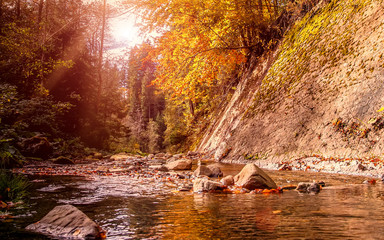 Beautiful autumn landscape. Small mountain river surrounded by y - obrazy, fototapety, plakaty
