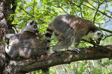 Portrait Katta - Lemur Catta - Zwei Tiere im Baum
