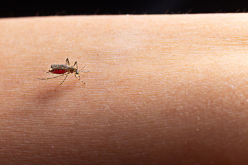 Close-up of a mosquito sucking blood.