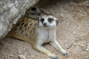 Fototapeta premium The Suricata suricatta or meerkat in cave