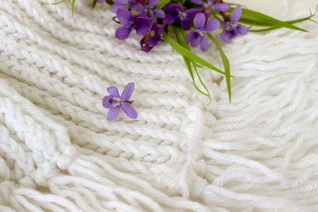  violet spring flowers on knitted background
