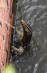 Close up of asian water Monitor lizard (Varanus salvator) climbing up a brick wall from Bangkok river, Thailand