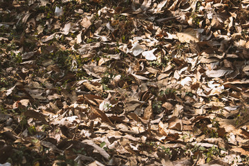 leaf dry wood background
