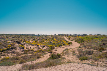 Fototapeta na wymiar Sand way between bushes and desert vegetation. Arid scenery. Mediterranean dry landscape near the beach