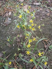 35,35,226,239.683868