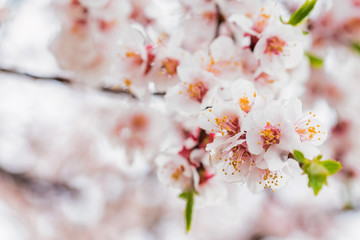 Obraz premium Beautiful spring background of Cherry blossom in full bloom