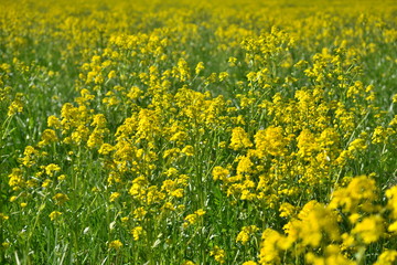 field of yellow flowers