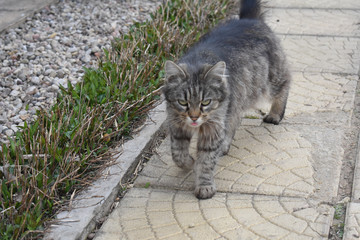 Obraz premium Cat closeup.