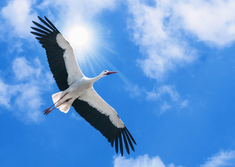 weißer Storch fliegt unter der Sonne am blauen Himmel