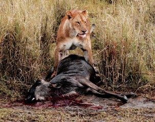 Lioness stands over prey in Serengeti