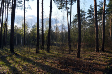 Forest near Kiev