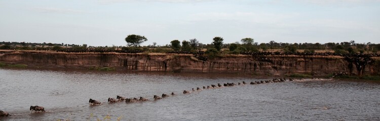 Wildebeests cross river during Great Migration