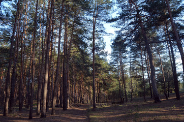 Forest near Kiev