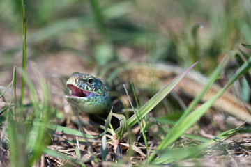 Portrait of happy quick lizard in grass