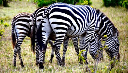 Family of zebras grazing