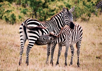 Fototapeta na wymiar Baby zebra feeding off mother