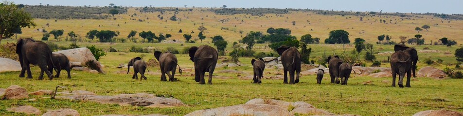Elephants march side by side