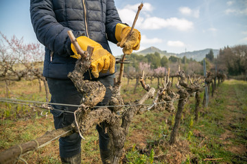 woman pruning vines with protective gloves